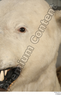 Polar bear ear 0003.jpg